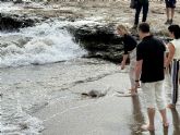 La Regi�n alcanza con 11 ejemplares en 2026 su r�cord de tortugas bobas liberadas tras pasar por el Centro de Recuperaci�n de Fauna Silvestre