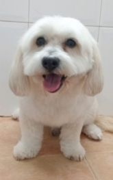 Una veterinaria murciana gracias a un compuesto usado en humanos trata una grave obstruccin urinaria de un perro anciano