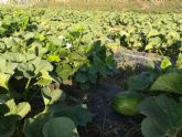 La UPCT logra incrementar la producción de melón plantándolo junto a judías para conservar el suelo