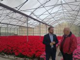 La plantacin de las 4.500 flores de pascua cultivadas en el vivero municipal supondr un ahorro de 20.000 euros al Ayuntamiento de Lorca