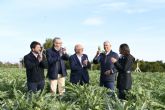 La Vega Baja inaugura la temporada de alcachofas con un crecimiento del 10% de la superficie de cultivo