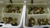Luz verde a la instalación de cestos con ostras para el estudio de la reducción de nutrientes en el Mar Menor