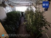 La Polica Local desmantela en Casillas una plantacin con 700 plantas de marihuana y detiene a su propietario