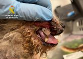La Guardia Civil investiga a un vecino de Águilas por maltrato animal
