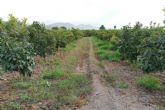 Las parcelas demostrativas de cultivo de caqui en la huerta de Murcia muestran su viabilidad tanto en ecolgico como en tradicional