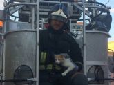 Bomberos de Cartagena rescatan a un gato que se habia quedado atrapado en una valla