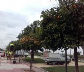 Parques y Jardines retira las naranjas de los 14.000 ejemplares del municipio para garantizar la seguridad de los vecinos