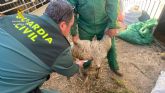 La Guardia Civil esclarece dos robos en granjas de la comarca del Noroeste
