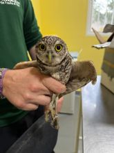 El Centro de Recuperaci�n de Fauna Silvestre logra la supervivencia de dos mochuelos excavadores procedentes de Estados Unidos