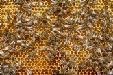 Totana acoge un curso pionero de apicultura entre paneles solares impulsado por Endesa