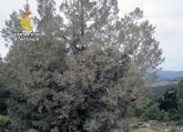 La Guardia Civil denuncia irregularidades en unas obras pr�ximas un conjunto hist�rico de Moratalla