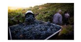El calor adelanta la vendimia de 2026 y las bodegas buscan personal urgente: solo Galicia prev� una cosecha r�cord de 81 millones de kilos