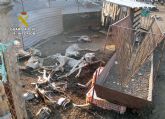 La Guardia Civil investiga a los propietarios de una explotacin ganadera de Lorca por delito de abandono animal