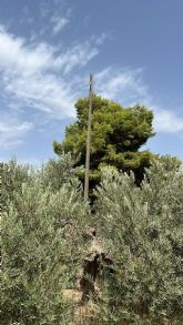 Un nuevo robo de medio kilmetro de tendido elctrico en la pedana de Morata eleva a una decena las sustracciones de cable en apenas tres meses