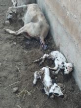 La enfermedad de la lengua azul en el ovino est afectando al noroeste de la regin de murcia