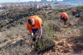 Ciudad Sostenible subvenciona con 10.000 € proyectos de reforestación y revegetación en el municipio de Cartagena