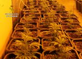 Desmantelan en Murcia dos invernaderos clandestinos de marihuana