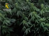 La Guardia Civil desmantela en Cieza un grupo delictivo que cultivaba y distribua gran cantidad de marihuana