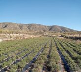 El Ayuntamiento concede una subvencin de 10.000 euros a la Asociacin de Productores y Transformadores de Plantas Aromticas de las Tierras Altas de Lorca