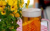 Una conocida cervecera murciana reutiliza el 99 por ciento de los residuos orgnicos que genera en la elaboracin de cervezas