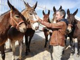 Las mulas de montaña elogiadas por la OTAN provienen de una cabaña ganadera de Lorca