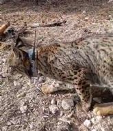 Liberado el cuarto lince ibrico llamado 'Tejo' en la Regin de Murcia