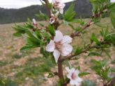 Agricultura desarrolla un proyecto sobre variedades de almendro de floración tardía en la Comarca del Altiplano