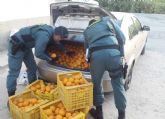 La Guardia Civil detiene in fraganti a cuatro personas con ms de dos toneladas de naranjas en Almendricos-Lorca