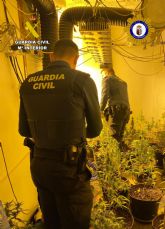 Desmantelado un invernadero de marihuana en una vivienda del casco antiguo Calasparra