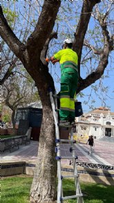 Cieza pone en marcha un año más la campaña de control biológico de plagas en el arbolado urbano