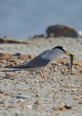 Medio Ambiente organiza este fin de semana rutas guiadas y observaci�n de aves en los espacios naturales de la Regi�n