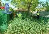 Desmantelada plantación y secadero  de marihuana en la ciudad de Lorca