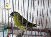 La Guardia Civil decomisa 17 aves fringílidas en cautividad en un domicilio de Lorca