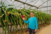 Un agricultor introduce con �xito el cultivo de la pitaya en el levante espanol