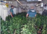 La Guardia Civil desmantela en Bullas dos invernaderos intensivos con más de 200 plantas de marihuana
