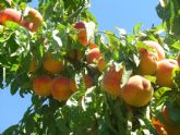 CEBAS-CSIC e IMIDA estudian la idoneidad de las variedades de frutales de hueso a cultivar ante el cambio climtico