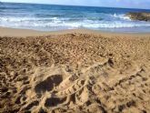 Detectado el primer intento de anidamiento de tortuga boba en costas de la Regin de Murcia durante el actual verano
