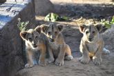 Makhulu, Silb�n e Irati inician su etapa adulta en Terra Natura Murcia