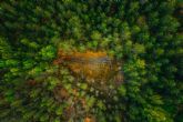 Los bosques, los grandes ausentes de la agenda de desarrollo sostenible de la ONU
