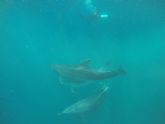 Liberados tres delfines mulares de la almadraba de La Azoha, Cartagena