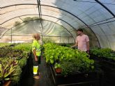 Los Viveros Municipales de La Torrecilla producen cada ano m�s de 20.000 plantas para embellecer Lorca y sus pedan�as