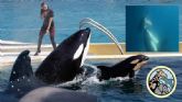 Los maestros que quieren salvar a las orcas