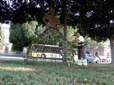 Una huertana de dos metros embellece los jardines de la avenida Teniente Flomesta
