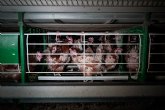 La ONG Equalia publica duras imgenes de gallinas ponedoras mantenidas en el sistema de jaulas