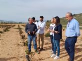 Las tres denominaciones de origen de la Regin de Murcia concentran el 72 por ciento de la produccin de uva monastrell de toda España