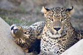 Terra Natura Murcia da la bienvenida a Naya y Akira, dos leopardas de Sri Lanka
