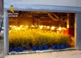 Cae en Bullas un grupo delictivo dedicado al cultivo ilícito de marihuana