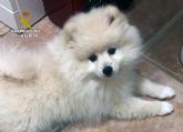 La Guardia Civil localiza en Valencia un cachorro de Pomerania desaparecido en Cabo de Palos-Cartagena