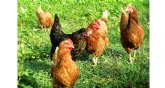 El Ministerio de Agricultura, Pesca y Alimentacin confina las aves de cra para evitar la propagacin de la influenza aviar