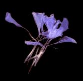 Cervezas Alhambra explora la naturaleza como fuente creativa en su prximo encuentro de Murcia Inspira